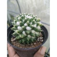 ราคา อิรุซามุด่างแมมปุยหิมะด่าง (23932993849)