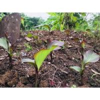 ราคา ต้นสาคูจีน 1ชุด10หน่อไม้ประดับสวยงามทานได้ค่ะ (พุทธรักษากินหัว/ต้นมันหาคู/ต้นสาคูหัว (20608448727)