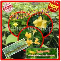 ราคา อังกาบหนู ต้านมะเร็ง (1 ต้น/แพ็ค) *สมุนไพรเทวดารักษามะเร็ง* นำมาต้มกินวันละ 1 แก้ว/วัน เพื่อรักษามะเร็งได้เป็นอย่างดี ขน (2916446123)