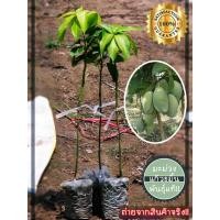 ราคา 2 ต้น มะม่วงแก้วขมิ้น ต้นพันธุ์มะม่วงแก้วขมิ้น ต้นพันธุ์มะม่วงเสียบยอด รับประกัน 1 ปีติดลูก ของแท้พร้อมส่ง!! (7851068050)