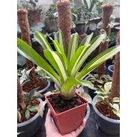ราคา สับปะรดสี#bromeliad# นีโอ#neo# ต้นไม้สวยงาม# ไม้ประดับ# ตกแต่งบ้าน#bromeliad# ไม้ประดับ# ไม้มงคล# ขายถูก# ต้นไม้ทนแล้ง (15435278218)