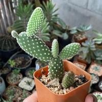 ราคา กระบองเพชร โอพันเธีย (Opuntia Microdasys) หูมิกกี้เม้าส์ Mickey Mouse (5935268130)