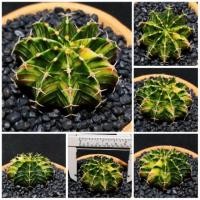 ราคา ยิมโนด่าง LB2178 Hybrid ด่าง ไม้เมล็ด ด่างทรึมๆลายสวย (6342794202)