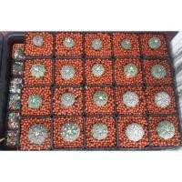 ราคา แอสโตร แคดตัส มะพร้าวทะเลทราย (13042598837)