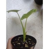 ราคา บอนกระดาดขาวด่าง กระถาง 4 นิ้ว (5092970810)