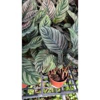 ราคา คล้าขุนแผนเรียกทรัพย์(Calathea Ornata) หรือ คล้าเสน่ห์ขุนแผน (25557911992)