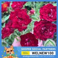 ราคา F455 กุหลาบเลื้อย Red Cascade Climber, Miniature (เรดคาสเคท) สีแดงเข้ม ดอกดก (9010387509)