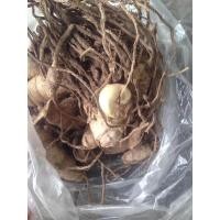 ราคา ว่านพะตะบะ ขายเป็นแง่งแทงหน่อแล้ว (15081273706)