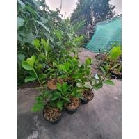 ราคา ต้นพุดซ้อน เก็ดถะหวา แกถะหวา พุดซ้อน พุดจีน พุดใหญ่ (25912897686)