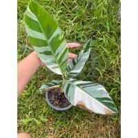ราคา กล้วยฟลอริด้าด่าง(Musa Frorida Variegated) (22171303865)