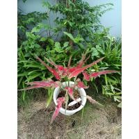 ราคา บอนสี สุพรรณหงส์ ตับเรือพระที่นั่ง (22045153913)