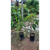 ราคา ต้นทุเรียนเสียบยอด หมอนทอง พวงมณี มูซานคิง หนามดำ ทุเรียนเสียบยอด สูง 45-60 เซนติเมตร ใบสวยต้นแข็งแรงพร้อมลงปลูก (23672795366)