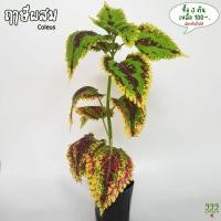 ราคา ต้นฤาษีผสม แดงขอบเขียว ( ฤาษีผสม / Coleus ) 999garden (14837331085)