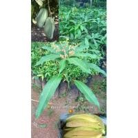 ราคา ต้นมะม่วงเขียวเสวย (แบบเสียบยอด) (10251942957)