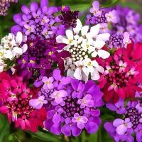 ราคา 100เมล็ด/ซอง Rocket Candytuft seeds เมล็ดพันธุ์ บอนสี เมล็ดพันธุ์ เมล็ด ต้นบอนสี ต้นไม้มงคล ต้นไม้มงคลสวยๆ หัวบอนสีชายชล (11464516770)