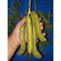 ราคา เมล็ดพันธุ์ถั่วครก/ถั่วขอ 10 เมล็ด (3473195417)