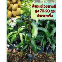 ราคา ต้นมะม่วงขายตึก ต้นทาบกิ่ง (24763593193)