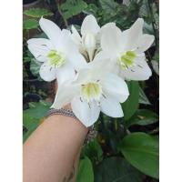 ราคา กวักพระพุทธเจ้าหลวง ว่านเมตามหานิยมไม้โชคลาภและมงคล (19391191816)