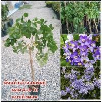 ราคา ✨ต้นแก้วเจ้าจอมพันธุ์ผสม 4+6 ใบ (แบบกิ่งตอน) ดอกสีม่วง (22266957191)