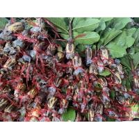 ราคา ฝรั่งกิมจู กิ่งตอน10กิ่ง พันธุ์แท้100% (18257561550)