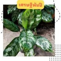 ราคา อโกลมีนา เศรษฐีพันล้าน ไม้มงคล ไม้ฟอกอากาศ ไม้ประดับ เขียวหมื่นปี หรือ ต้น เศรษฐีพันปี (9971754398)