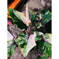 ราคา บอนสีเศรษฐีพันล้านด่าง(ขายต้นลูกกระถาง4”) (17733915765)