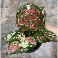 ราคา อัญมณีสามสี อโกลนีมา ไม้มงคล (Aglaonema tricolor) ต้นเดียวโปรโมชั่นสงกรานต์ (14944925835)