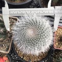 ราคา ต้นกระบองเพชร แมมแม่เฒ่า ฮาเนียนา #Mammillaria #hahniana #superbar #แมมแม่เฒ่า (10657949374)