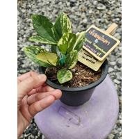 ราคา ต้นกวักมรกตด่างเหลือง (27955025837)