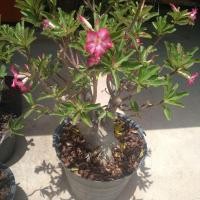 ราคา ต้นชวนชมไม้มงคล ขายยกกระถาง ตรงปก (6345007266)