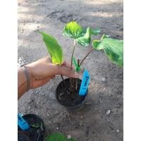 ราคา บอนสีฮกหลงกำลังกัดสี (8008571031)