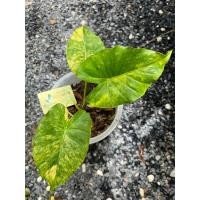 ราคา บอนด่าง “บอนหูช้างด่างเหลือง” ไม้หน่อต้นใหญ่ (21183427844)