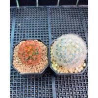 ราคา คู่ที่3แมมคามิเน่หนามแดง,แมมคามิเน่หนามขาว(ได้ต้นในภาพ) (16113656993)