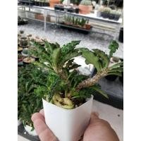 ราคา Euphorbia decaryi ยูโฟเบียไดโนเสาร์ ใบหยัก ส่งพร้อมกระถาง2นิ้ว (27655471998)