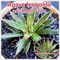 ราคา อากาเว่ริบบิ้น ลีโอโพลดิอาย Leopoldii เป็นอากาเว่ที่มีขน เป็นไม้หายาก ขนาดกว้างเฉลี่ย 8ซม. (24711998061)