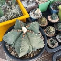 ราคา [ถูกสุด] Cactus มายริโอ้ และ ซุปเปอร์มายริโอ้ กระบองเพชร แคคตัส (7746754545)