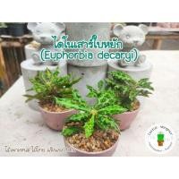 ราคา ไดโนเสาร์ใบหยัก (Euphorbia decaryi) ยูโฟเบียไดโนเสาร์ ใบหยัก (10714577947)