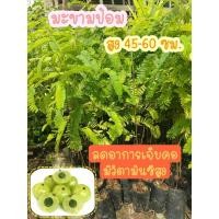 ราคา ต้นมะขามป้อม มะขามป้อมไทย สูง 35-45 ซม. ราชาของวิตามินซี ผลไม้หายากใกล้สูญพันธุ์ ต้นกล้าเเข็งเเรงพร้อมปลูก (18584022122)