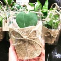 ราคา ของชำร่วยต้นไม้มงคลพร้อมแพ็คเกจ ขายเป็นชุด ชุดละ 10 ต้น (5412460185)