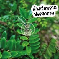 ราคา ไม้ฟอกอากาศ ต้นกวักมรกต (ขั้นต่ำ2ต้น) ไม่ร่วมดินและกระถาง☘ (17896364873)