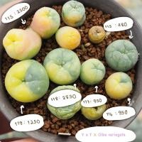 ราคา lophophora Fricii ไม้เมล็ด 4ต้น (20022284332)