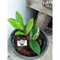 ราคา กวักมรกตด่าง พร้อมส่งทั้งกระถาง✅✅ (17264889853)