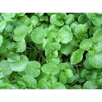 ราคา เมล็ดพันธุ์ วอเตอร์เครส สลัดน้ำ 500 เมล็ด Watercress Seed เมล็ดพันธุ์แท้ นำเข้าจากต่างประเทศ ปลูกผัก สวนครัว ถูกดี (19581212759)