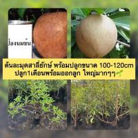 ราคา ต้นละมุดสาลี่ยักษ์ พร้อมปลูกขนาด 100-120cm ปลูก1เดือนพร้อมไว้ลูกต้นใหญ่มากๆๆ (7841875066)