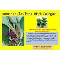ราคา กระชายดำ (โสมไทย) หรือ (โสมกระชายดำ) Black Galingale (6595217457)