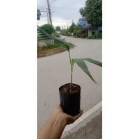 ราคา ต้นพันธุ์ หมากนวล หมากอินเดีย มะลิลาปาล์ม ถุงดำพร้อมปลูก 39 บาท (25120081893)