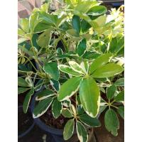 ราคา ต้นหนวด​ปลาหมึก​ขาว​ใบ​ด่าง​ (11534626889)