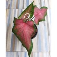 ราคา บอนสีตะละแม่กุสุมา หรือแม่กุสุมา บอนสีโบราณในตับผู้ชนะสิบทิศ (17640674701)