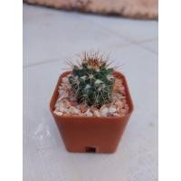 ราคา กระบองเพชร แมม หนามพิกุล Mammillaria Compressa แมมคอมเพรสซ่า (7995118671)
