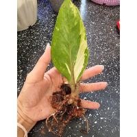 ราคา กวักมรกตด่างเหลืองกวักมรกตไม้มงคลไม้ฟอกอากาศกวักเงินกวักทอง (26255859405)